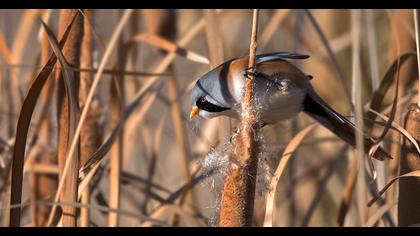 Bıyıklı baştankara