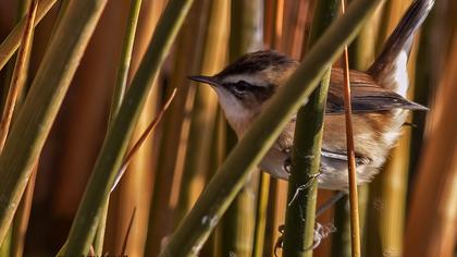 Bıyıklı kamışçın
