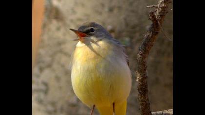 Dağ kuyruksallayanı