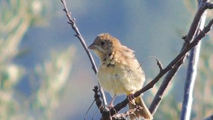 Karabaşlı kirazkuşu