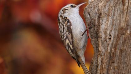 Bahçe tırmaşıkkuşu