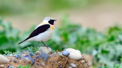 Karakulaklı kuyrukkakan