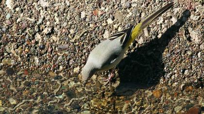 Dağ kuyruksallayanı