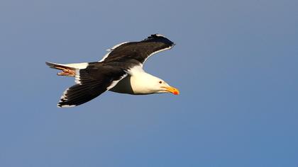 Büyük karasırtlı martı