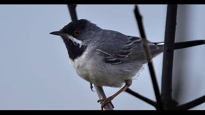 Karaboğazlı ötleğen