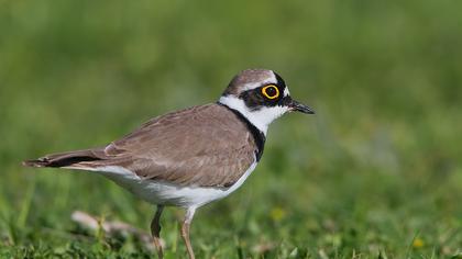 Halkalı küçük cılıbıt