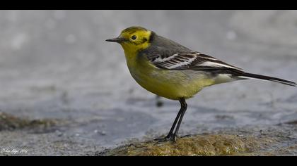 Sarıbaşlı kuyruksallayan