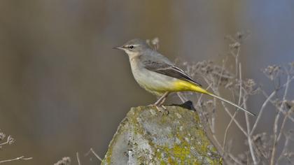 Dağ kuyruksallayanı