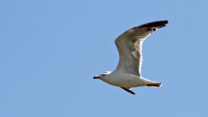 Van gölü martısı