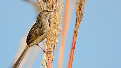 Dikkuyruklu ötleğen