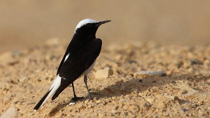 Keşiş kuyrukkakanı
