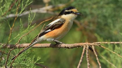 Maskeli örümcekkuşu