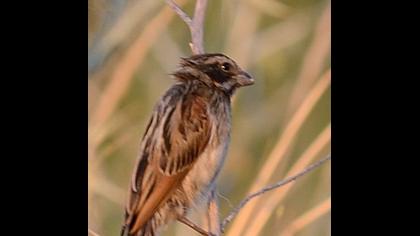 Common Reed Bunting