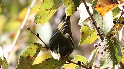 Sarıkaşlı çıvgın