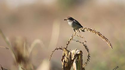 Kızılsırtlı örümcekkuşu