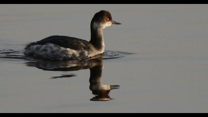Karaboyunlu batağan