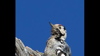 Küçük ağaçkakan