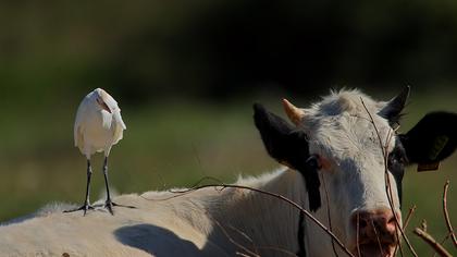 Sığır balıkçılı