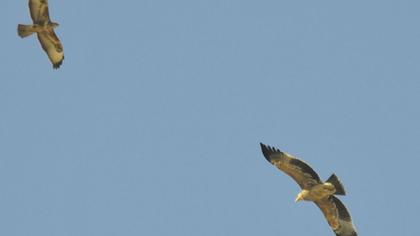 Büyük orman kartalı