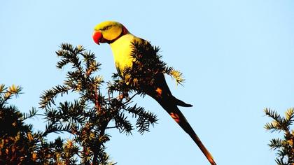 İskender papağanı