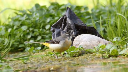 Dağ kuyruksallayanı