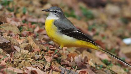 Dağ kuyruksallayanı