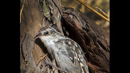 Bahçe tırmaşıkkuşu