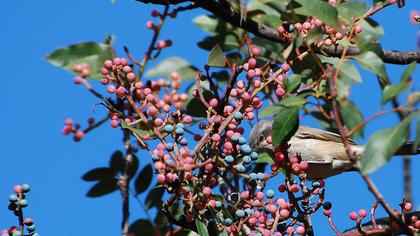 Küçük akgerdanlı ötleğen