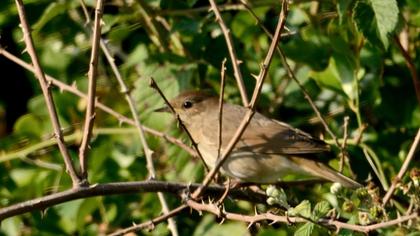 Karabaşlı ötleğen