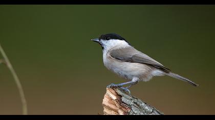 Kayın baştankarası