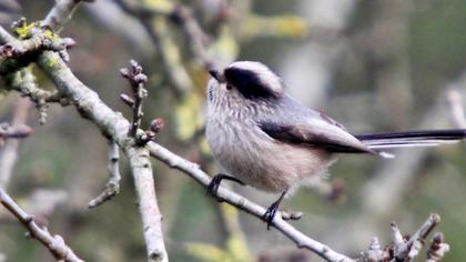 Uzunkuyruklu baştankara
