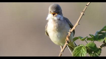 Akgerdanlı ötleğen