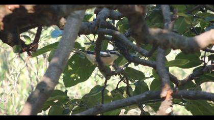 Maskeli örümcekkuşu