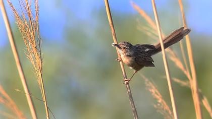 Dikkuyruklu ötleğen