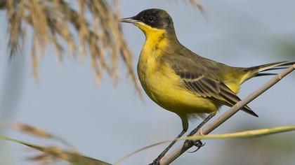 Sarı kuyruksallayan