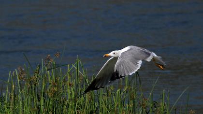 Van gölü martısı