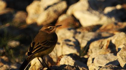 Sarı kuyruksallayan