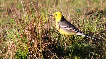 Sarıbaşlı kuyruksallayan