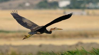 Erguvani balıkçıl