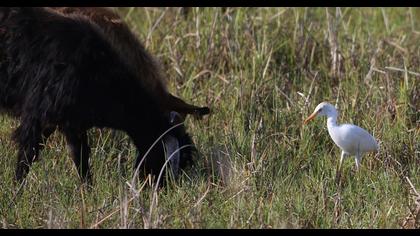 Sığır balıkçılı