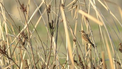 Bataklık Kirazkuşu
