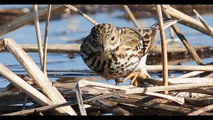 Kızılgerdanlı incirkuşu