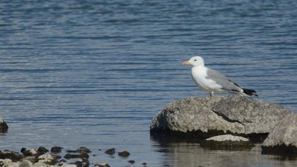 Van gölü martısı