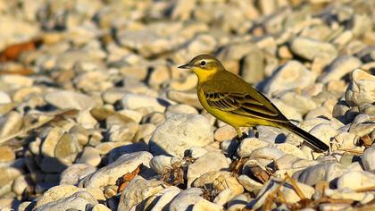 Sarı kuyruksallayan