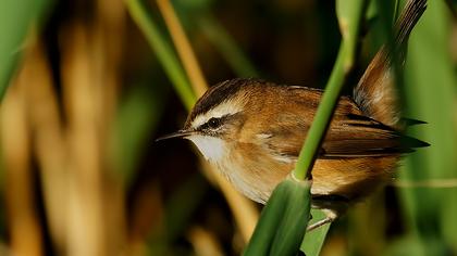 Bıyıklı kamışçın