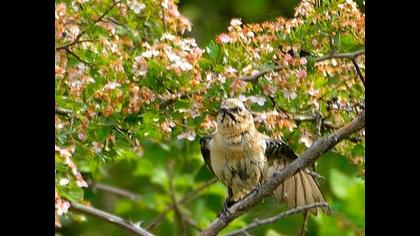 Karakulaklı kuyrukkakan