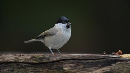 Kayın baştankarası