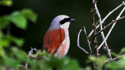 Kızılsırtlı örümcekkuşu