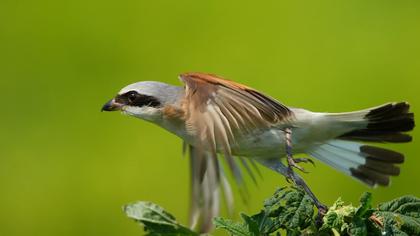 Kızılsırtlı örümcekkuşu