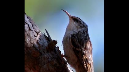 Bahçe tırmaşıkkuşu